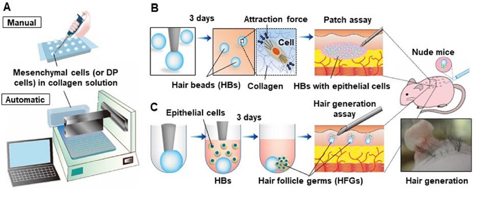 Regrowing hair in mice using hair beads