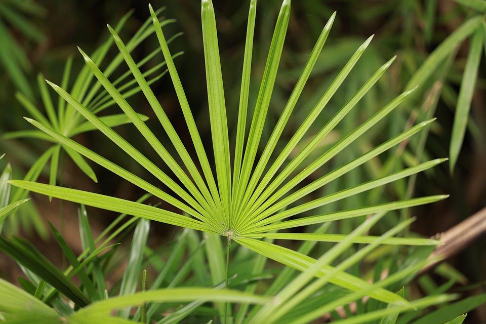 saw palmetto plant