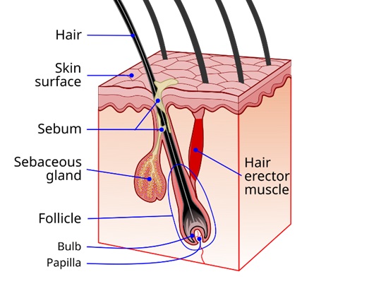 Sebum production mechanism