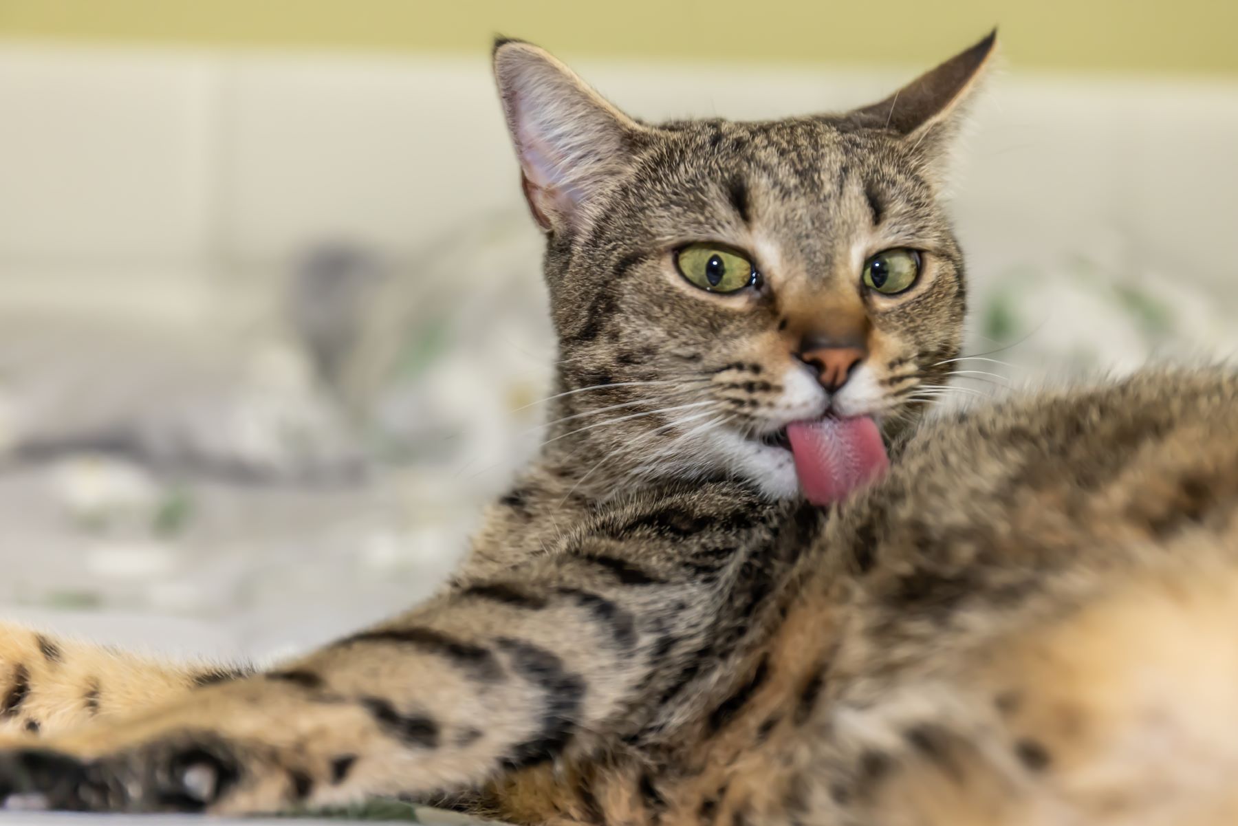 Cat exposed to Minoxidil by licking it off her fur