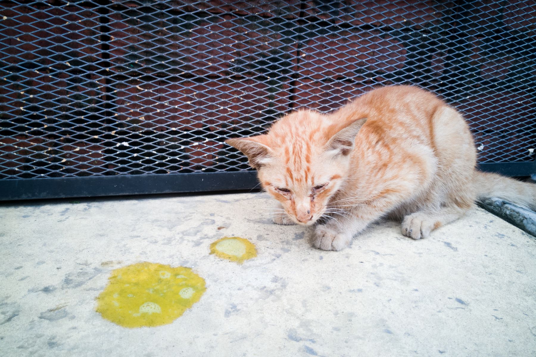 Cat showing symptoms of Minoxidil poisoning