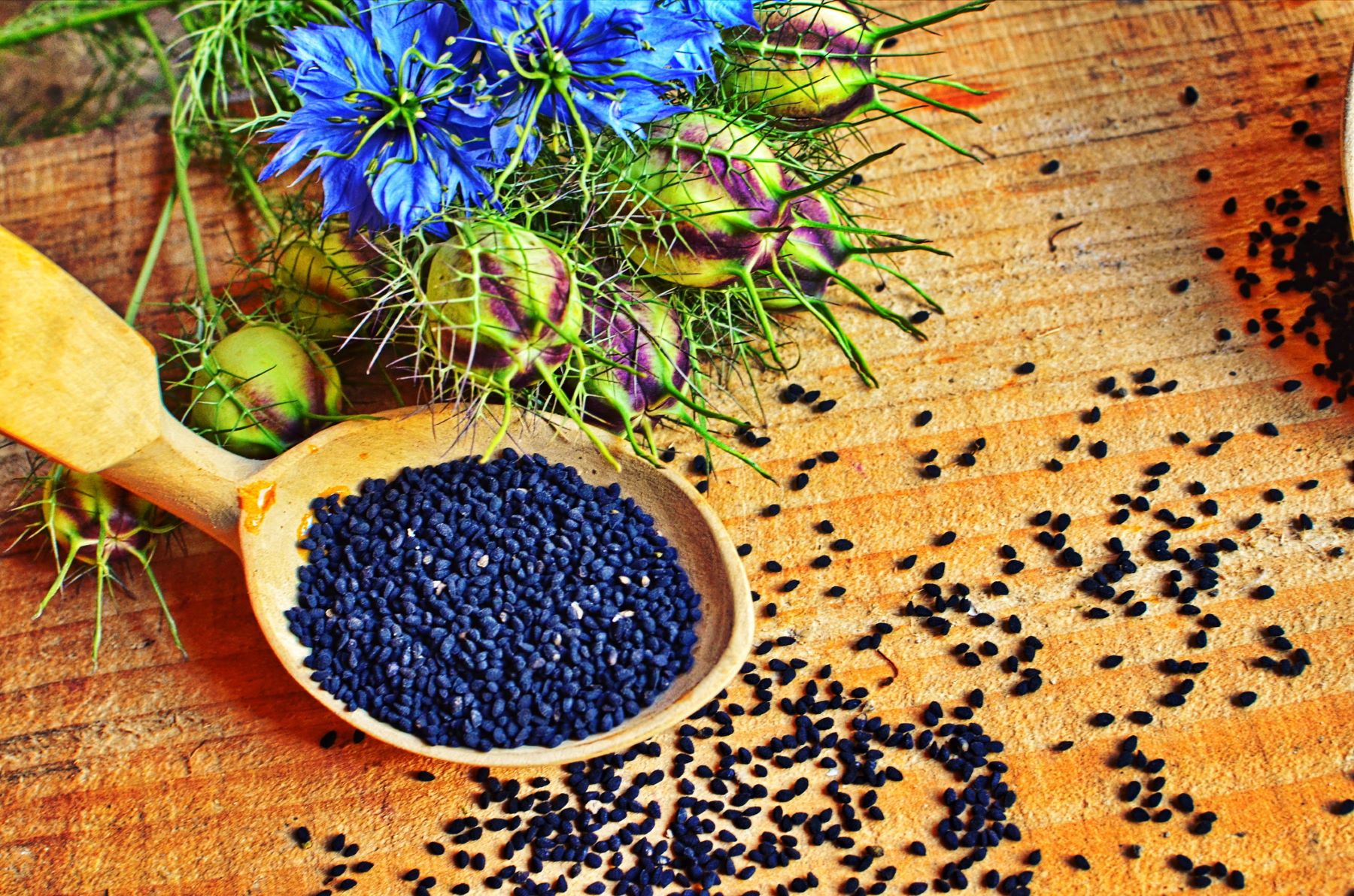 the nigella sativa plant has many hair benefits