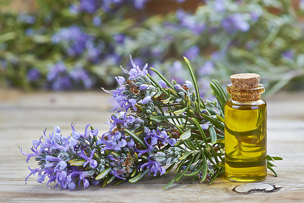 Best Rosemary Oil For Hair Growth