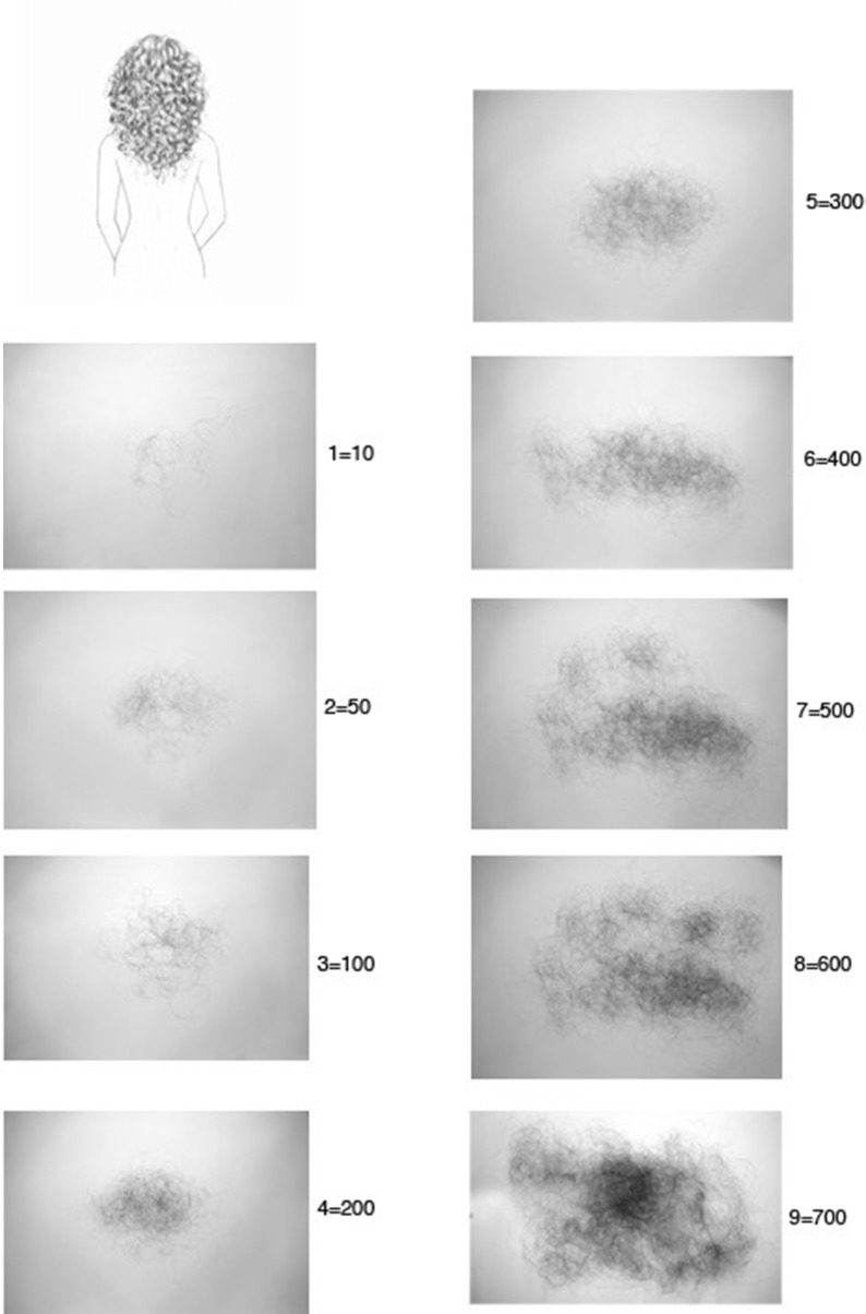 Hair shedding score and equivalent hair loss in women with medium hair.