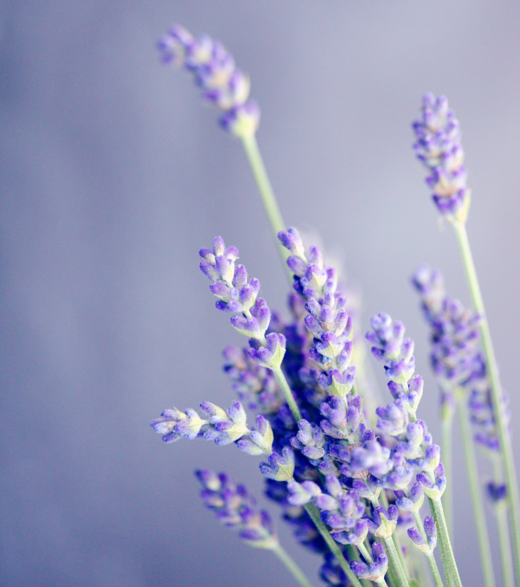 Lavender flower