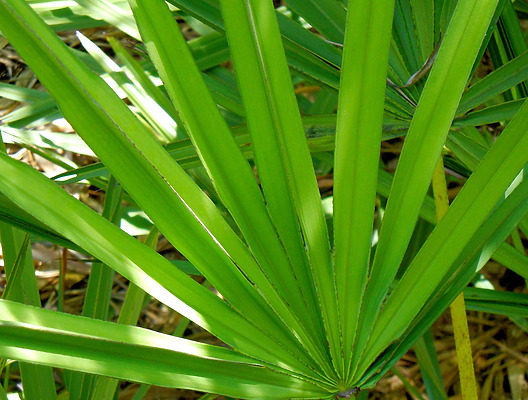 Saw Palmetto and Hair Loss