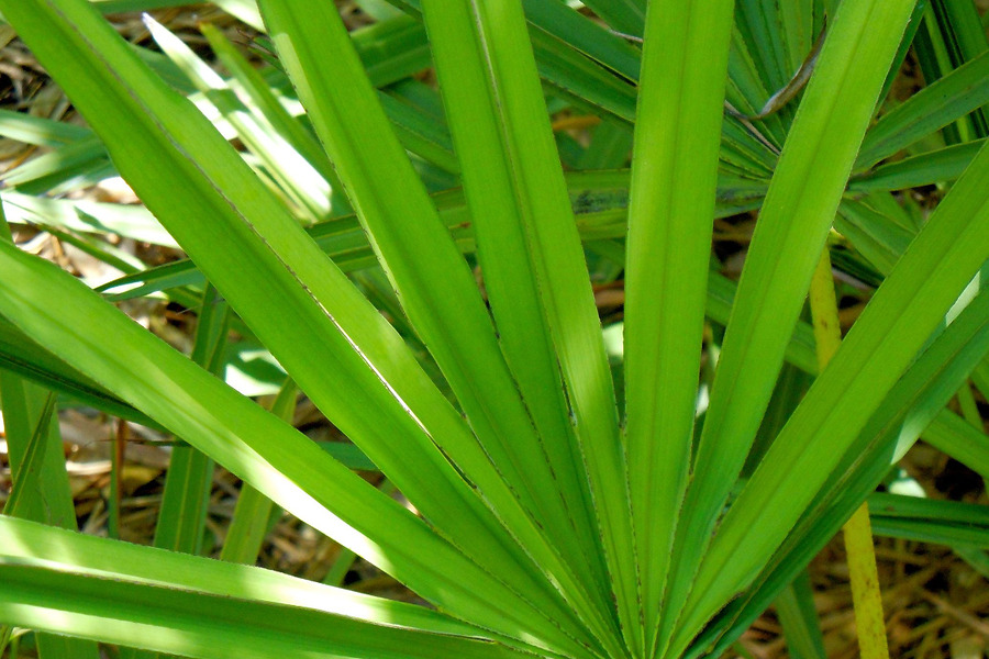 Saw Palmetto And Hair Loss