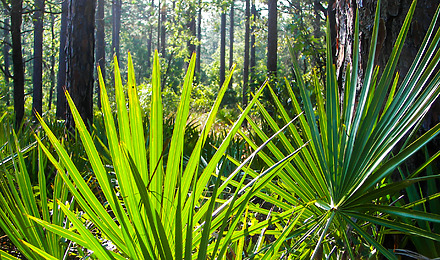 Saw Palmetto