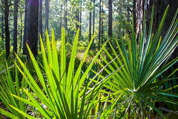 Saw Palmetto