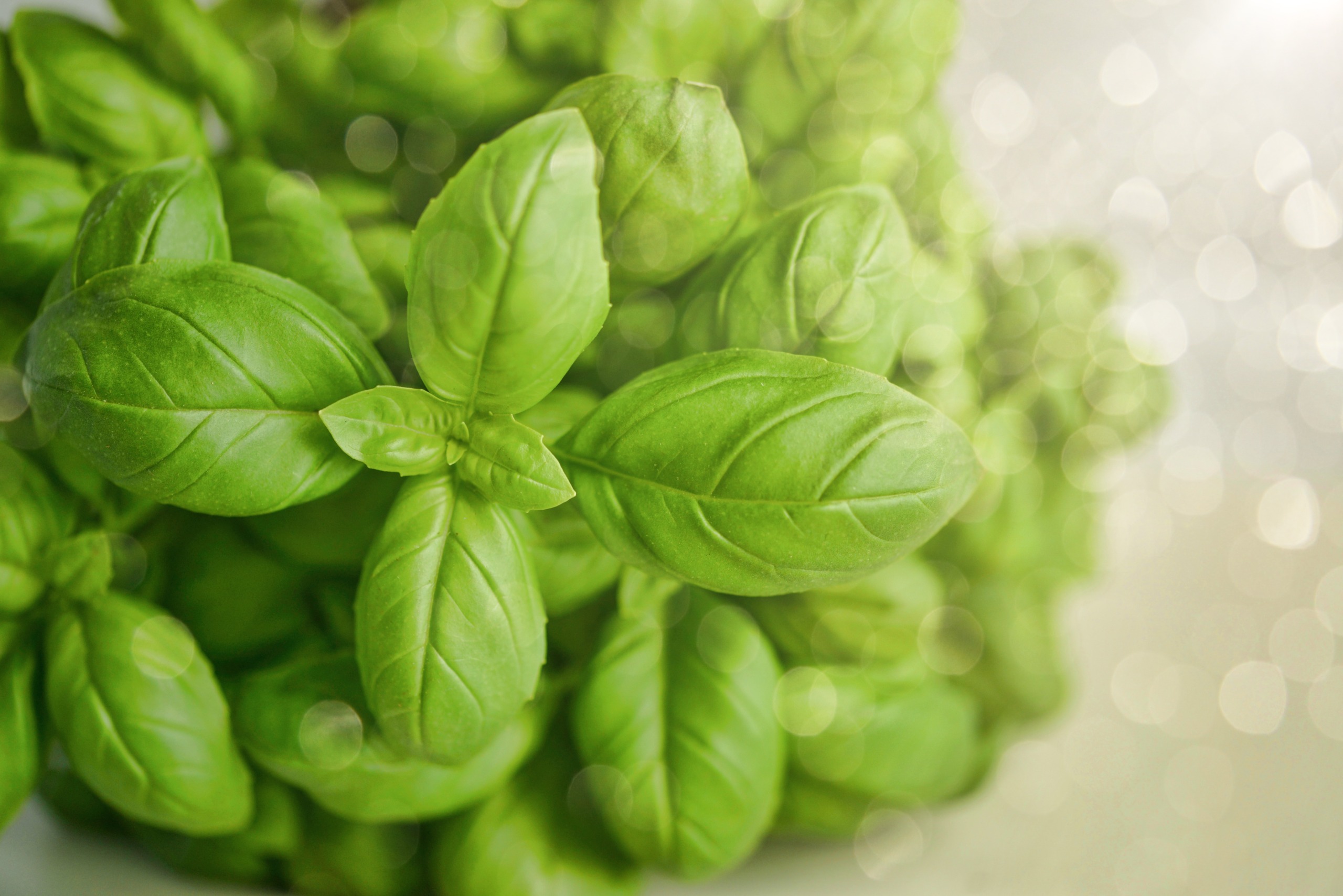 Fresh basil leaves