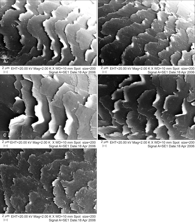 microscopic images of heat-damaged hair follicles